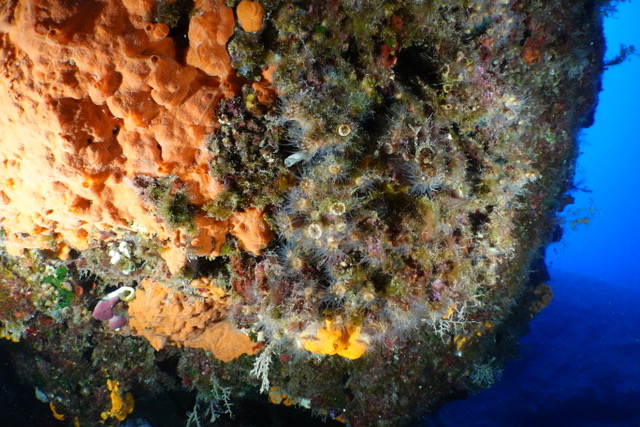 A coral reef, courtesy of CMMI