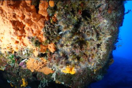 A coral reef, courtesy of CMMI